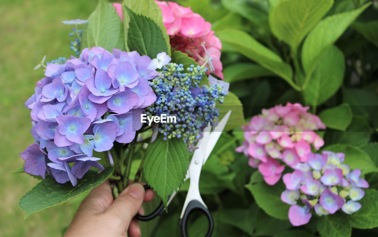 Close-up of hand cutting purple flowering plant from garden