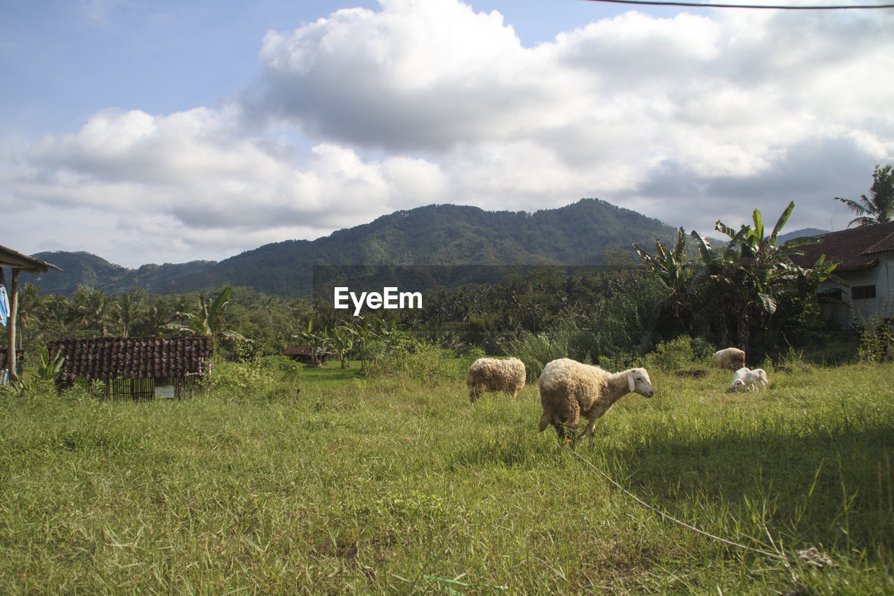 HERD OF SHEEP ON FIELD