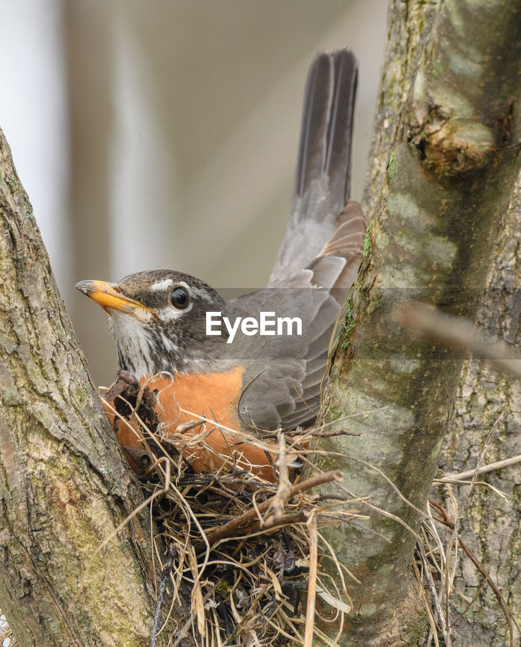 BIRD PERCHING ON A TREE