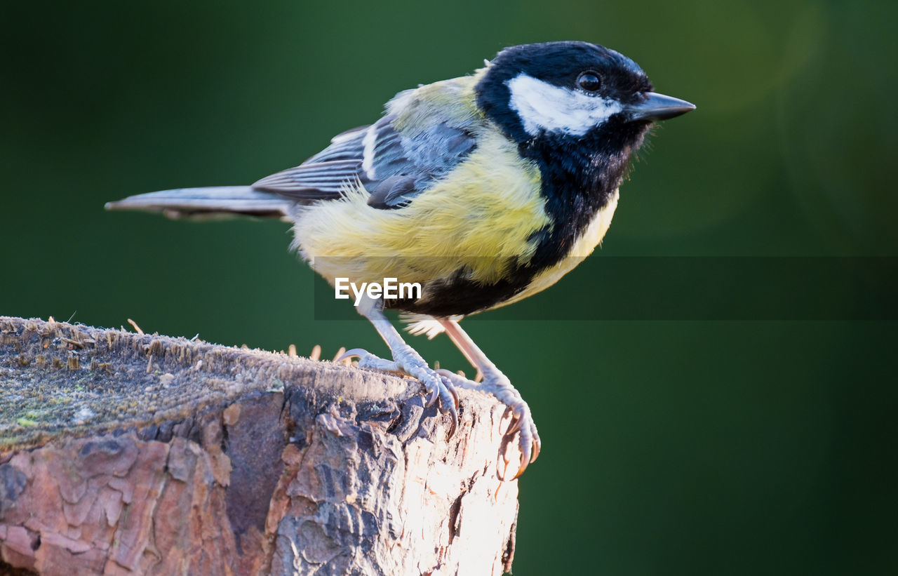 Full length of great tit perching on wooden post