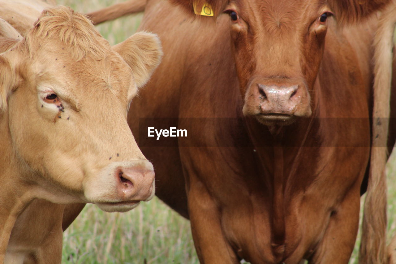 Cows at farm