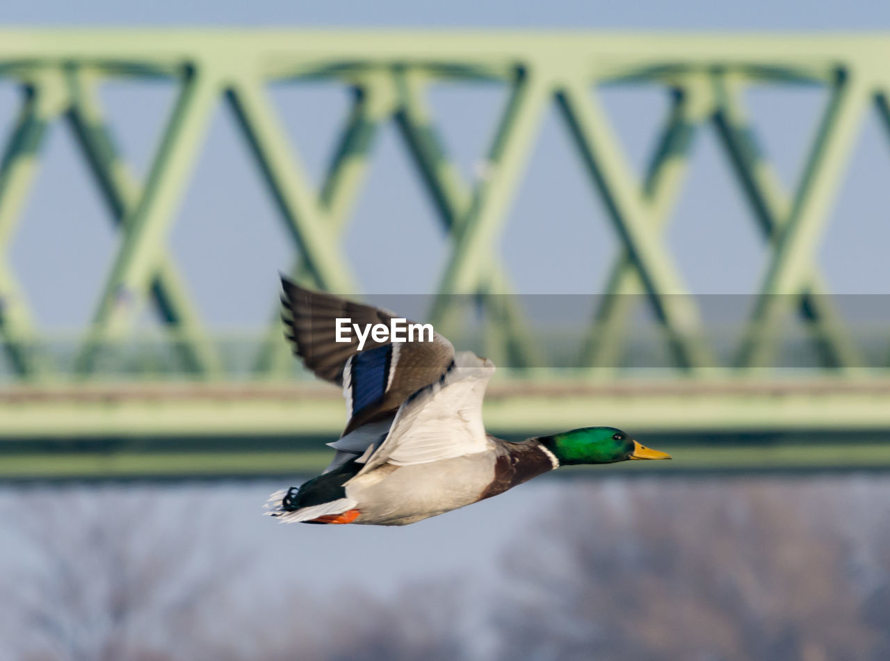 Duck flying in front of the bridge