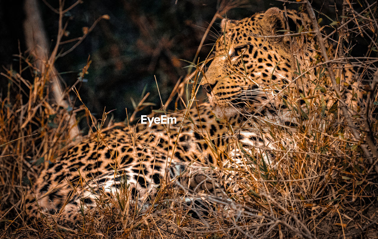 low angle view of leopard