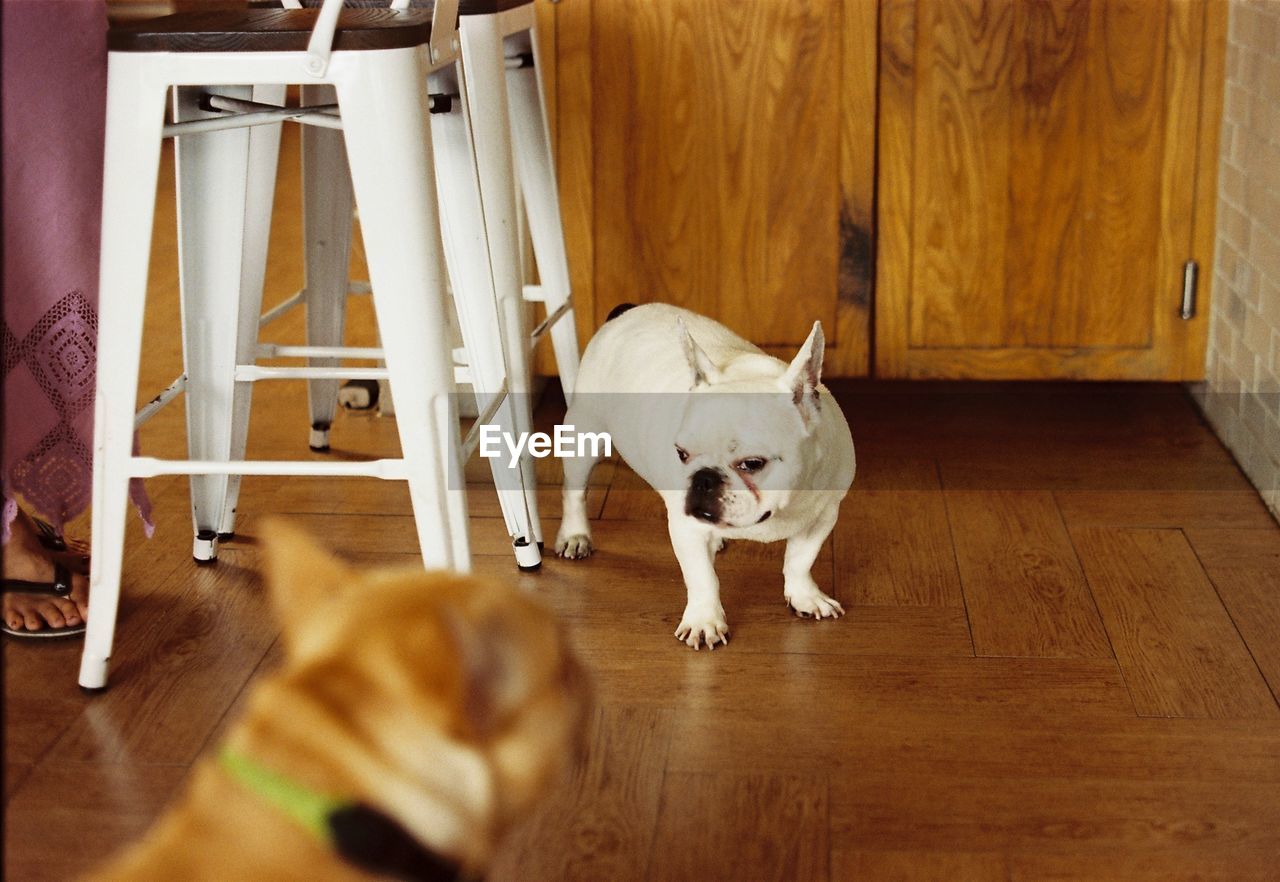 DOG LOOKING AWAY