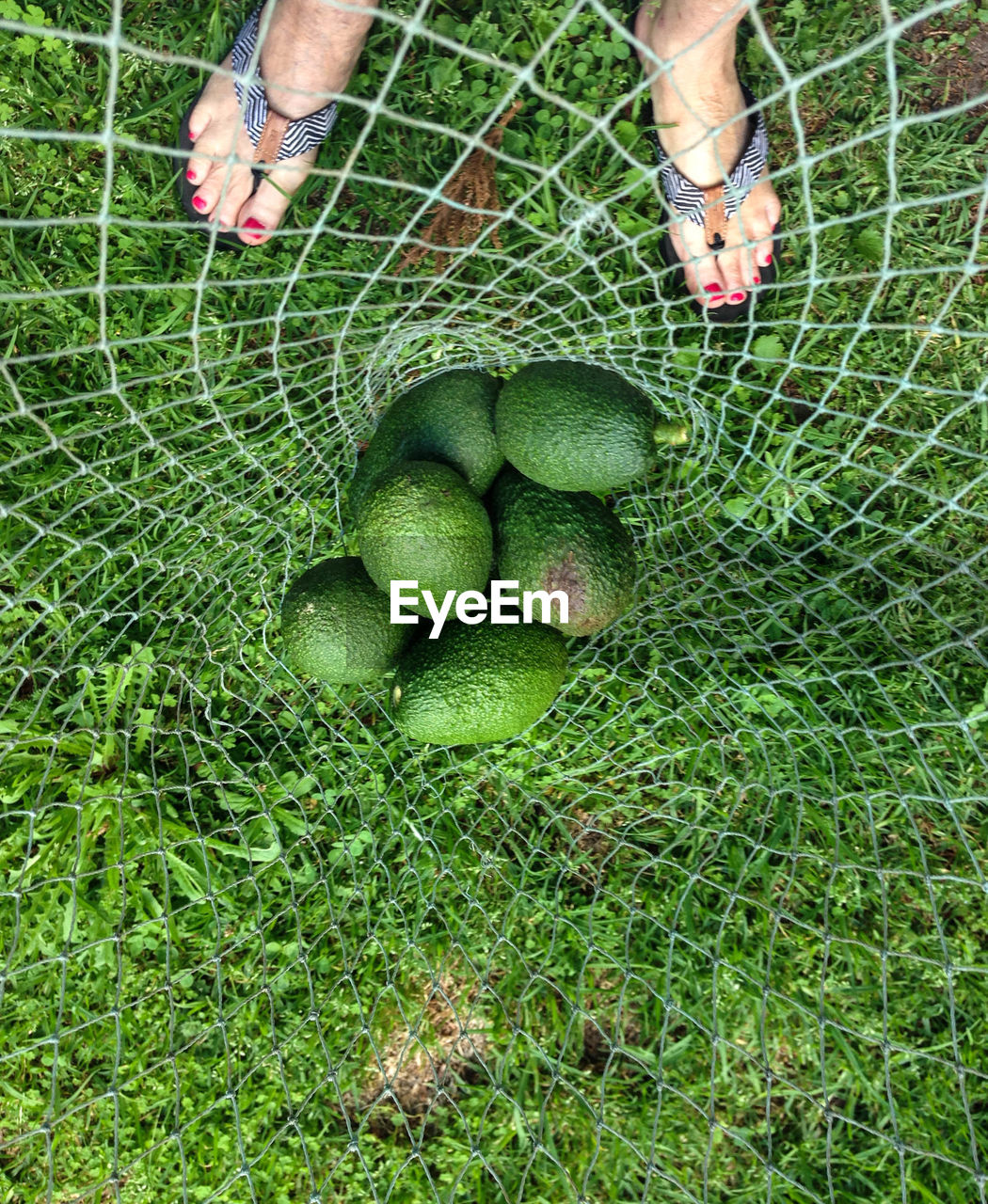 Avocados in a net