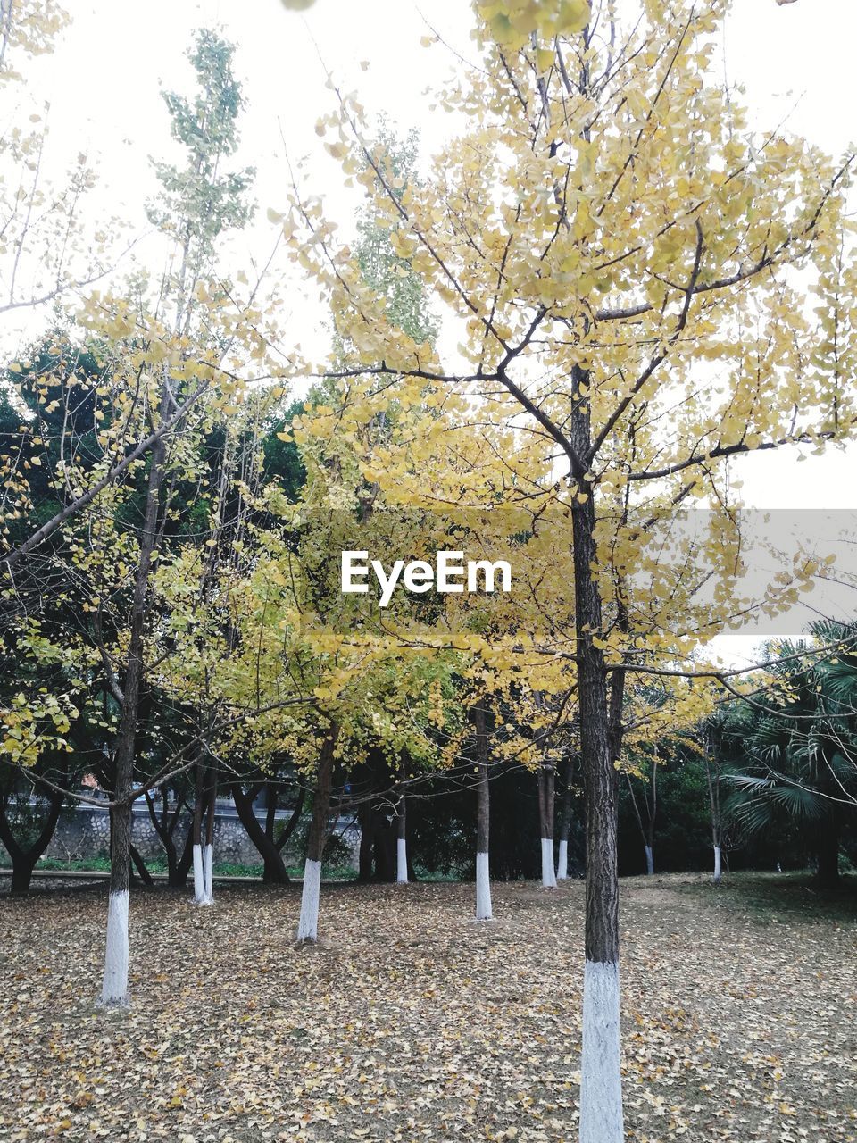 TREES AGAINST SKY