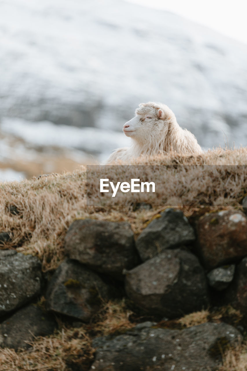 White domestic sheep lying on cold ground in winter on background of snowy mountains on faroe islands