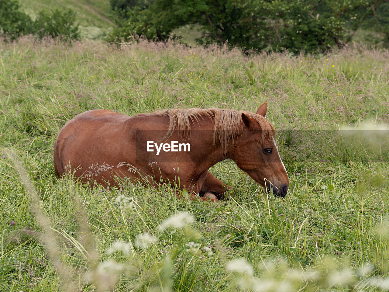 animal themes, animal, horse, mammal, plant, pasture, grass, mare, domestic animals, animal wildlife, livestock, one animal, grazing, field, pet, meadow, nature, prairie, land, no people, wildlife, brown, grassland, day, mane, green, mustang horse, side view, stallion, growth, outdoors, herbivorous, foal