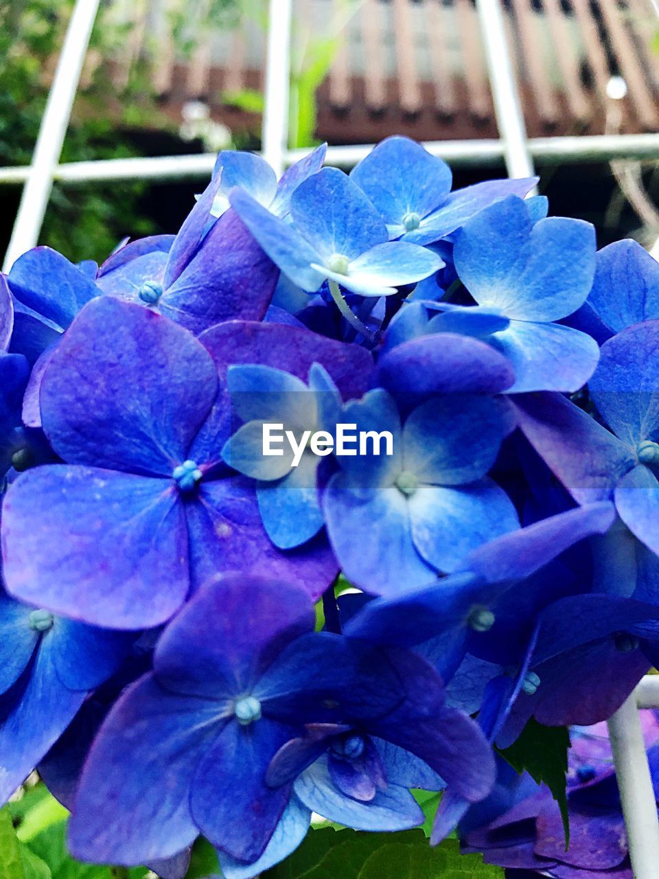 CLOSE-UP OF PURPLE HYDRANGEA BLUE FLOWER