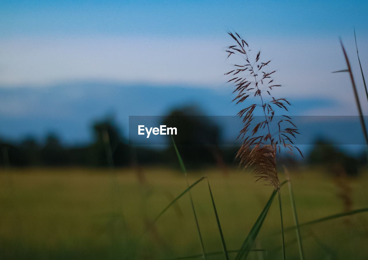 grass, plant, nature, field, sky, prairie, grassland, beauty in nature, land, tranquility, no people, focus on foreground, landscape, growth, wind, environment, sunlight, scenics - nature, morning, meadow, tranquil scene, leaf, outdoors, agriculture, flower, rural scene, day, tree, horizon, close-up, blue, non-urban scene, cloud, rural area, natural environment