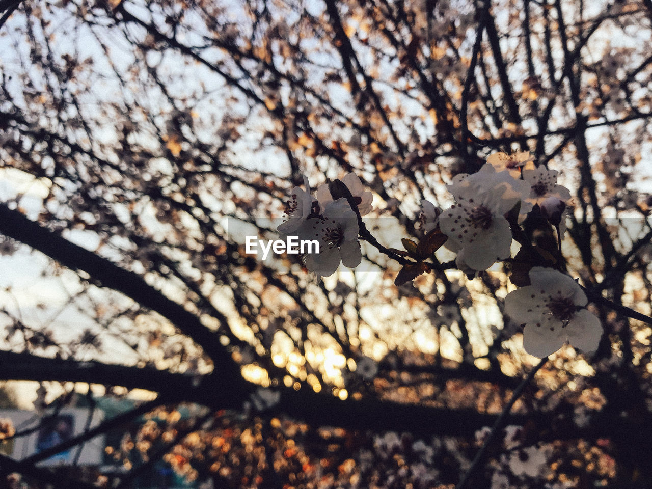 LOW ANGLE VIEW OF CHERRY BLOSSOMS ON TREE