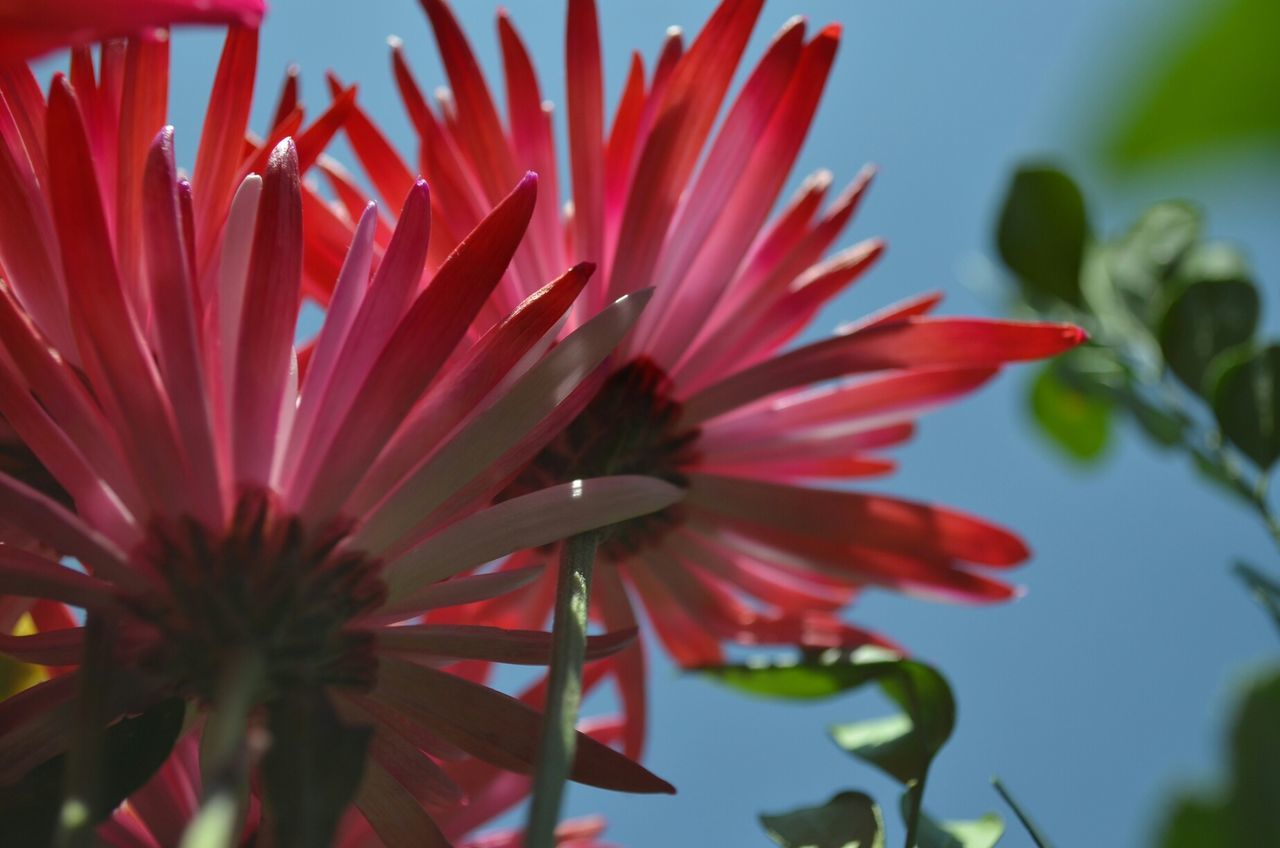 Low angle view of pink flowers