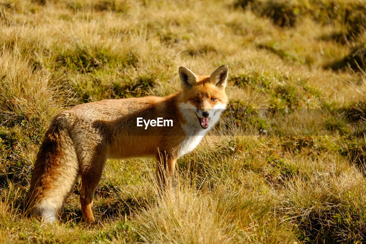 Fox standing on field