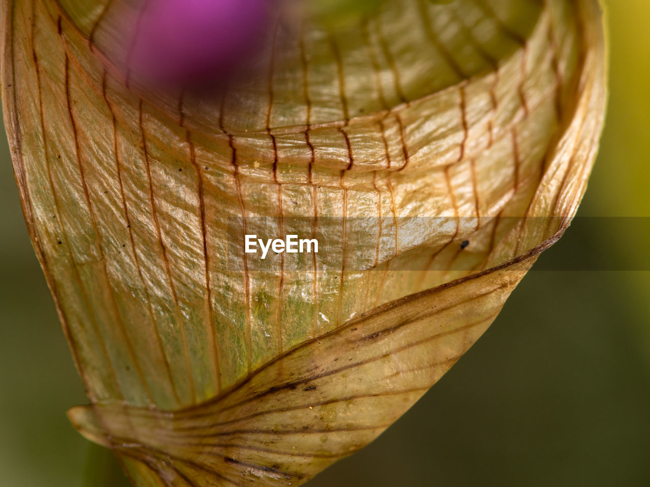 CLOSE-UP OF DRY LEAF ON RED FLOWERING PLANT