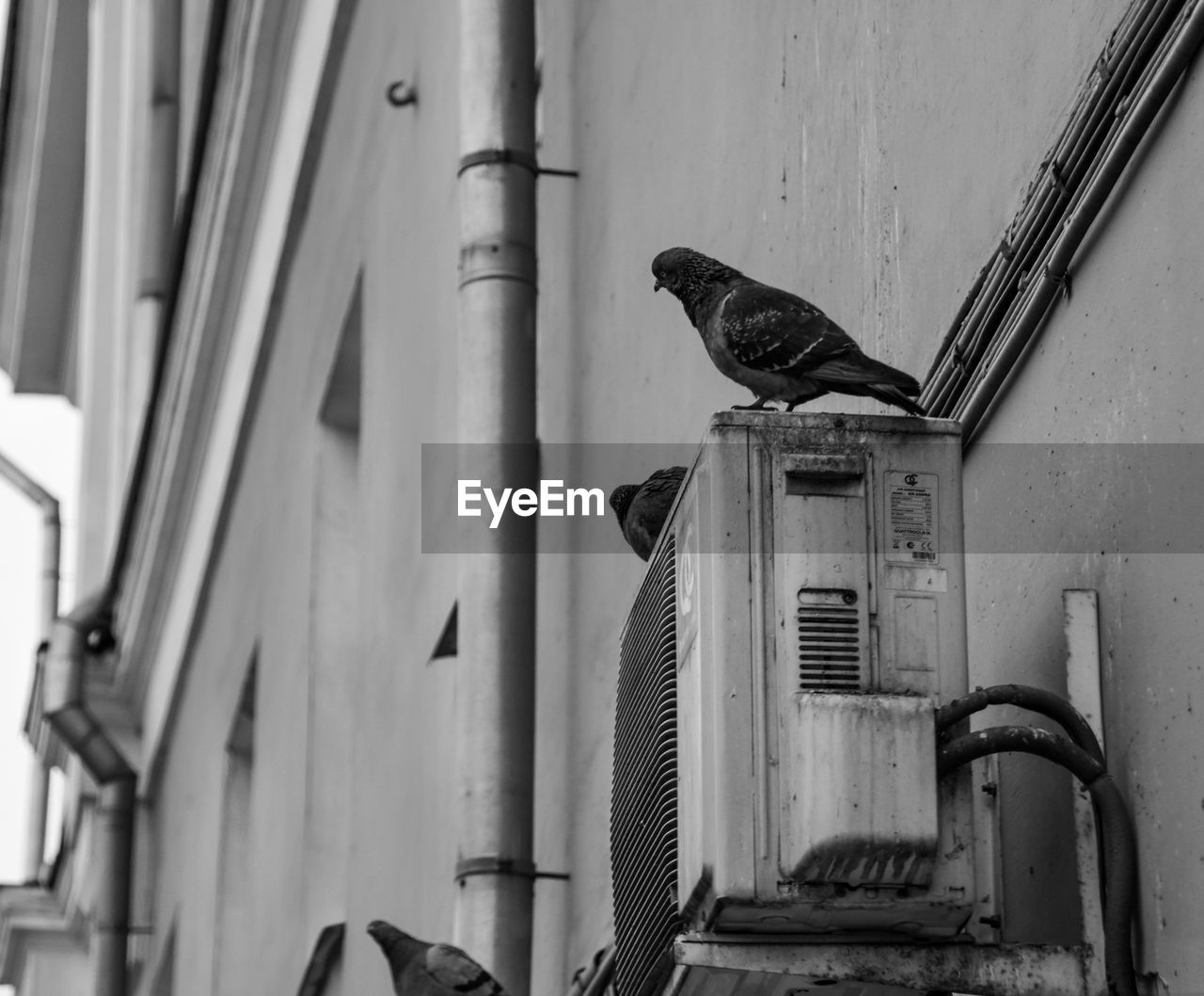 VIEW OF PIGEON PERCHING ON WALL