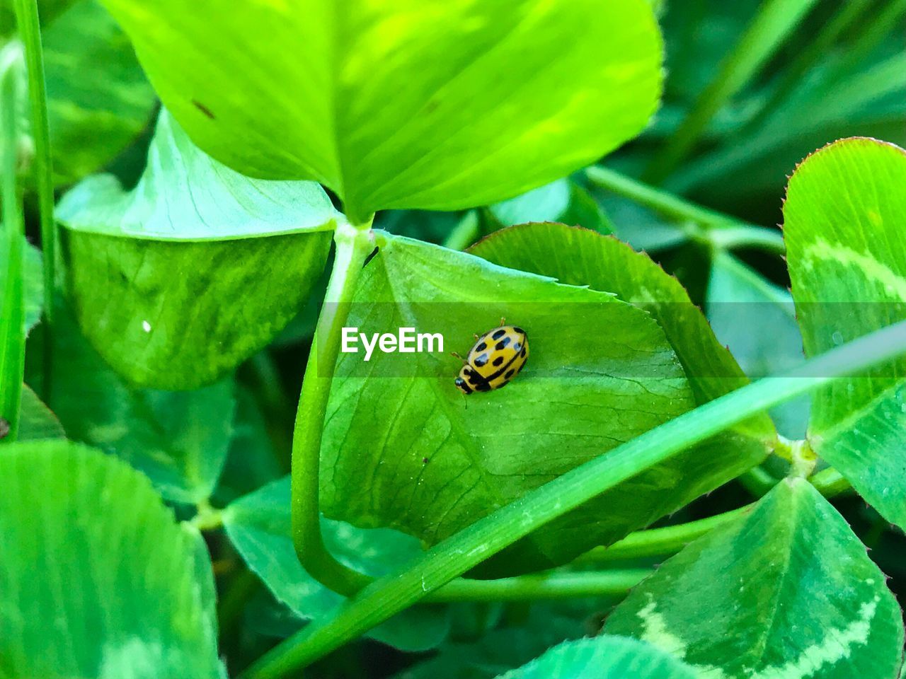 LADYBUG ON GREEN LEAF