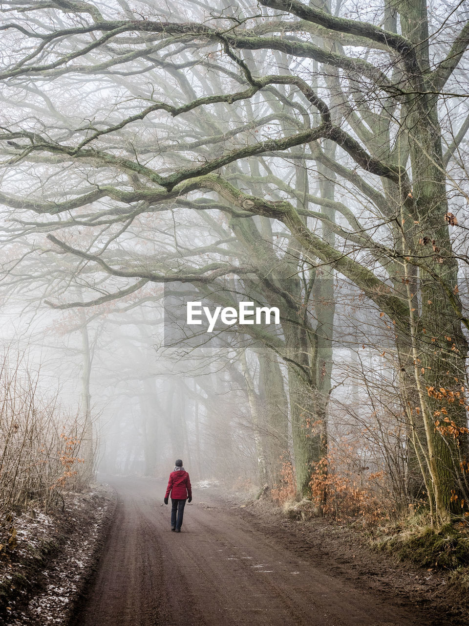 Person walking in foggy forest