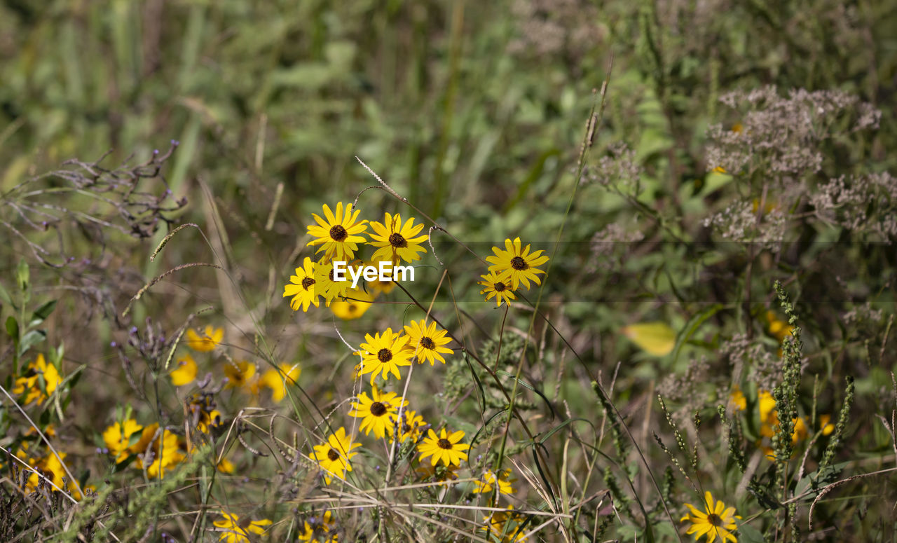 Bouquet of sunflowers growing in a fresh cut meadow during the late autumn season