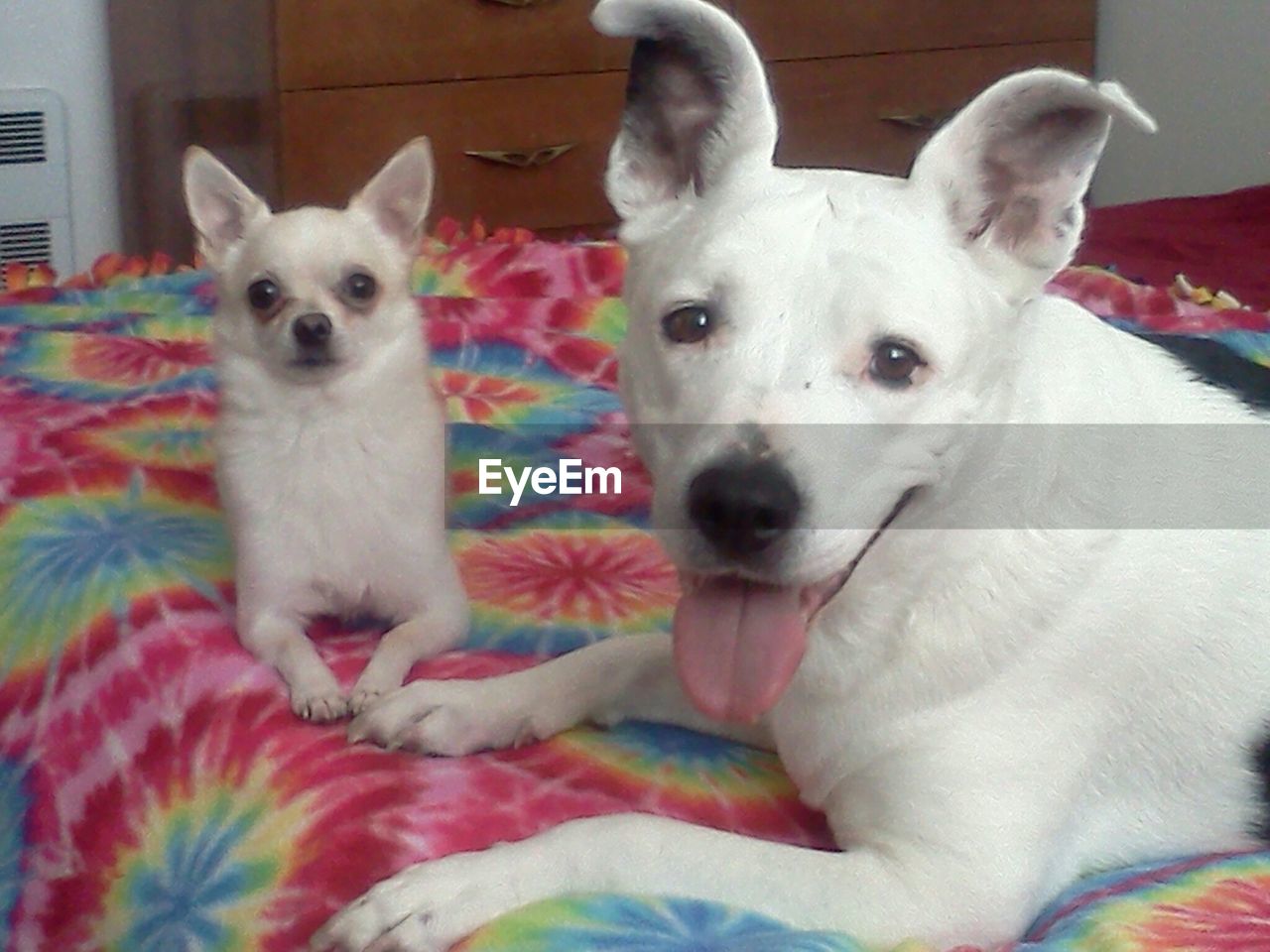 Close-up of dog with its young resting on bed