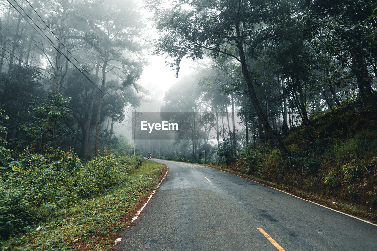 Road amidst trees in forest