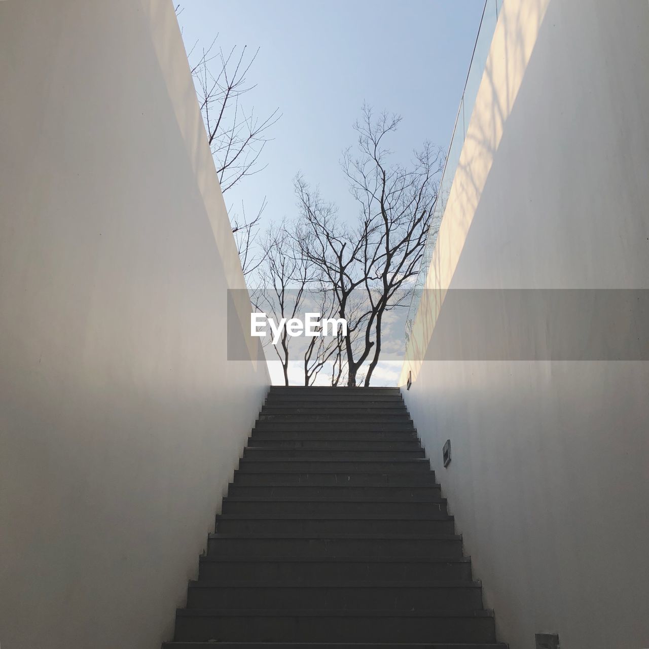 LOW ANGLE VIEW OF STEPS AMIDST TREES AGAINST CLEAR SKY