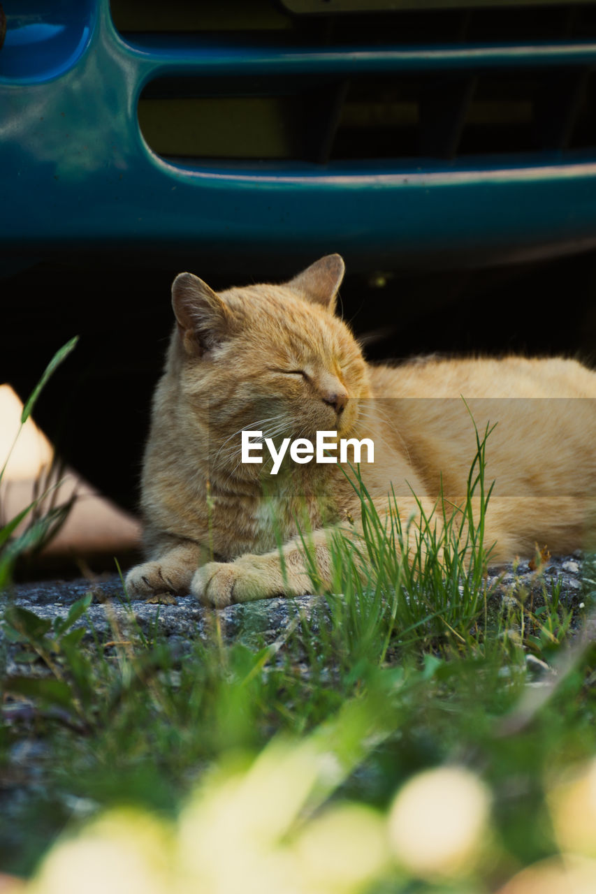 Cat sitting in front of a car