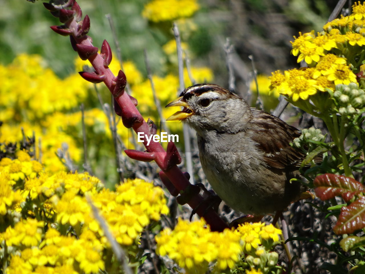 Close-up of bird perching on yellow flower