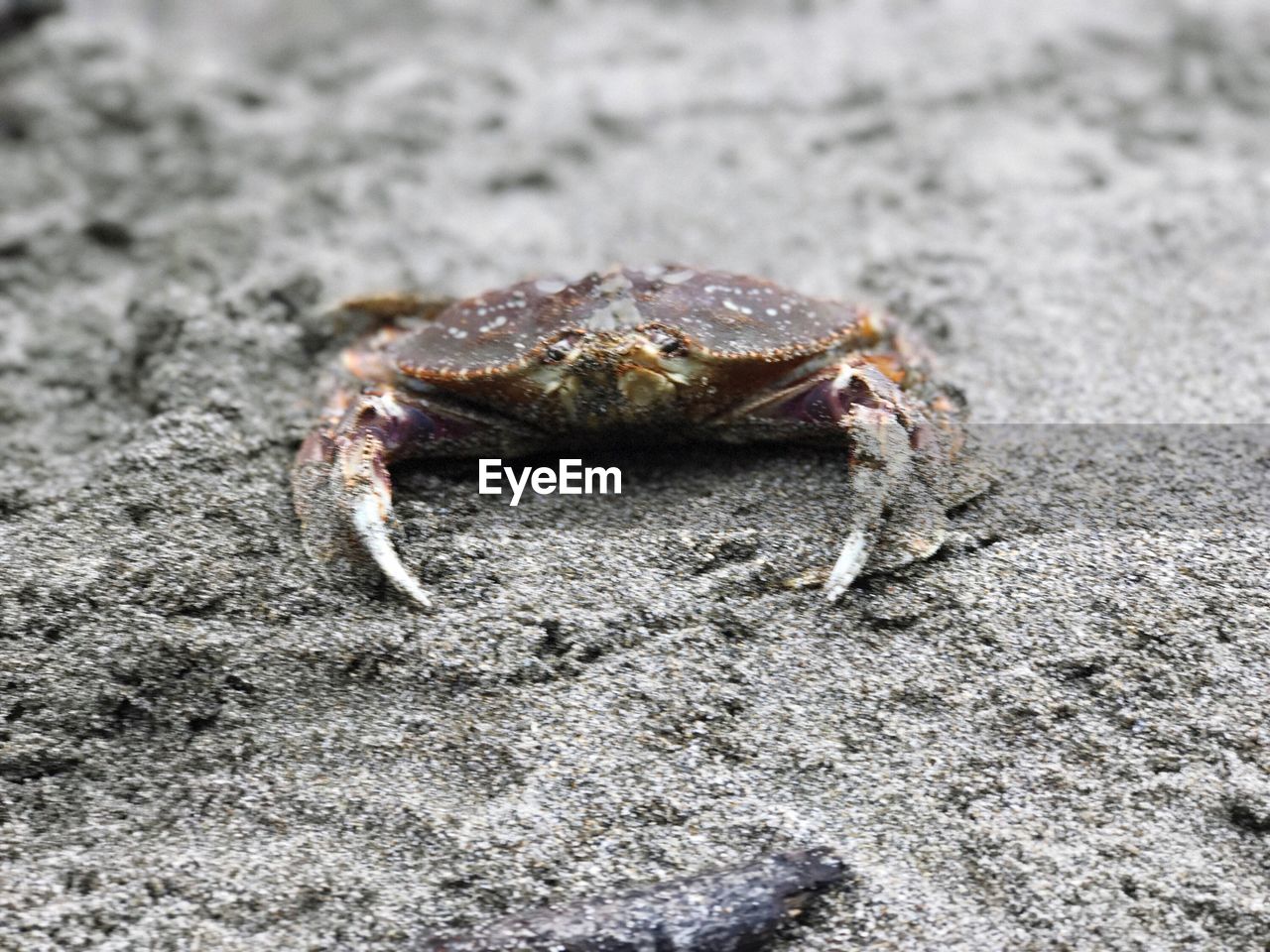 CLOSE-UP OF CRAB ON BEACH