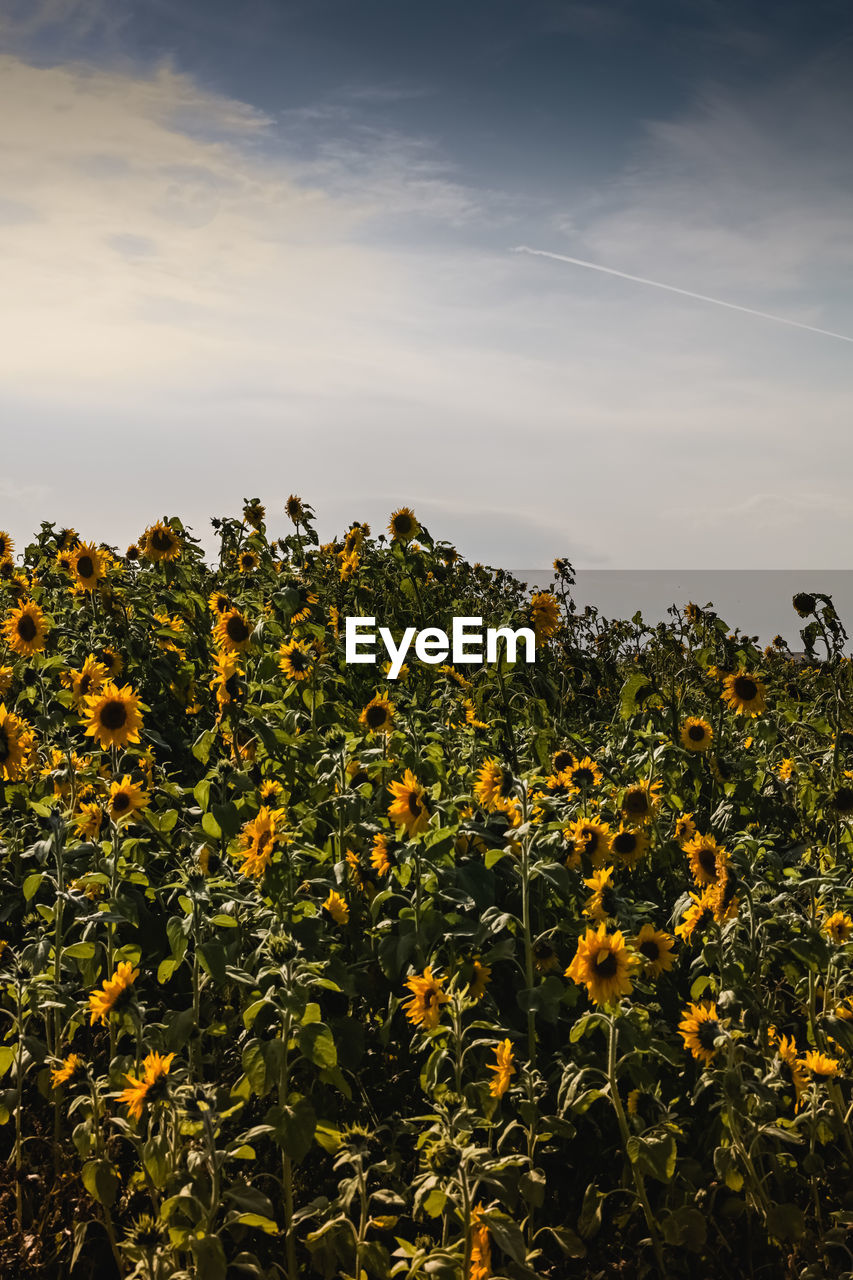 Yellow flowering plants on field against sky