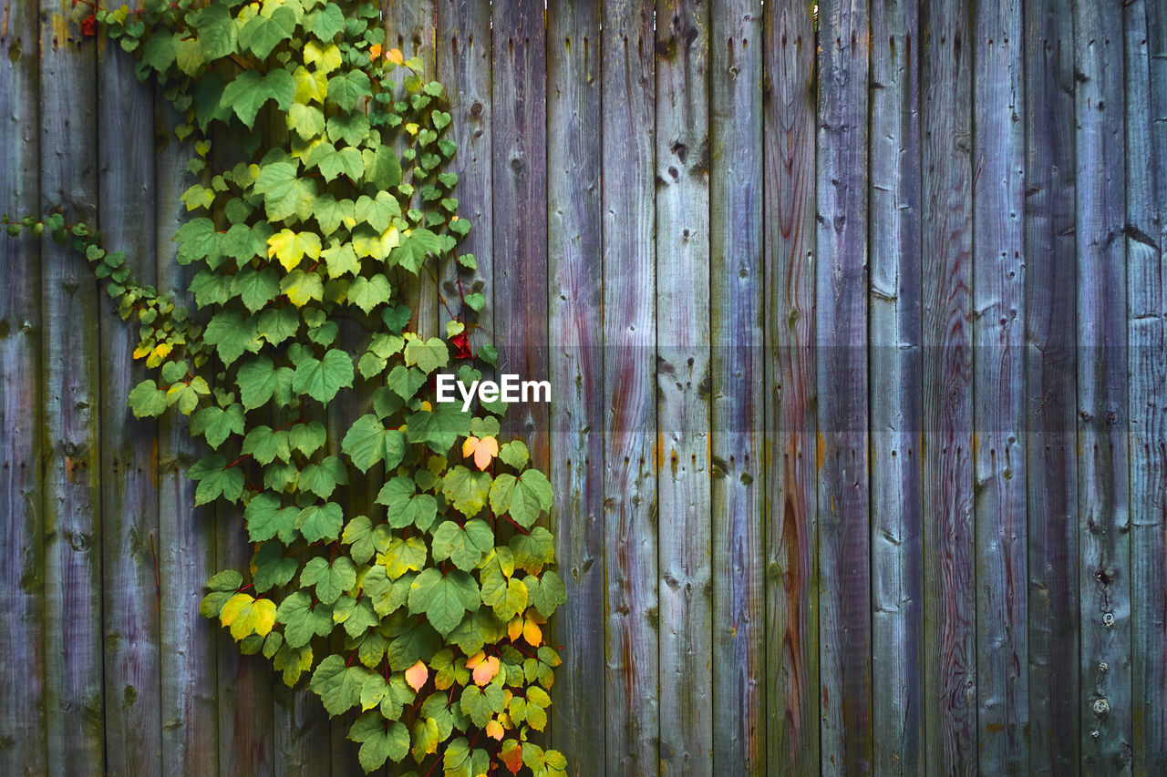 CLOSE-UP OF IVY GROWING ON YELLOW WALL