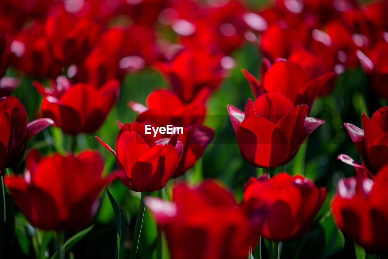 Field of red tulips