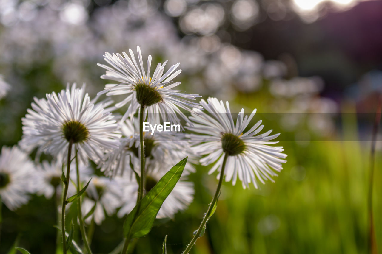 Close-up of white flowering daisys on field