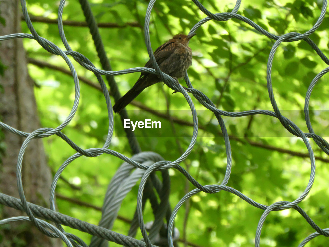 One tree pipit sitting on protection fence