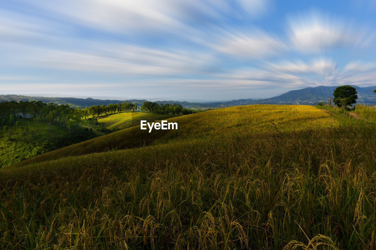 SCENIC VIEW OF FARM AGAINST SKY