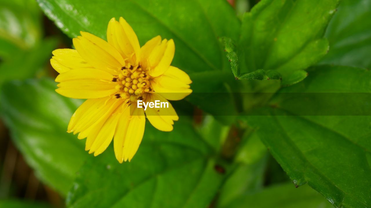 CLOSE-UP OF YELLOW FLOWER ON PLANT