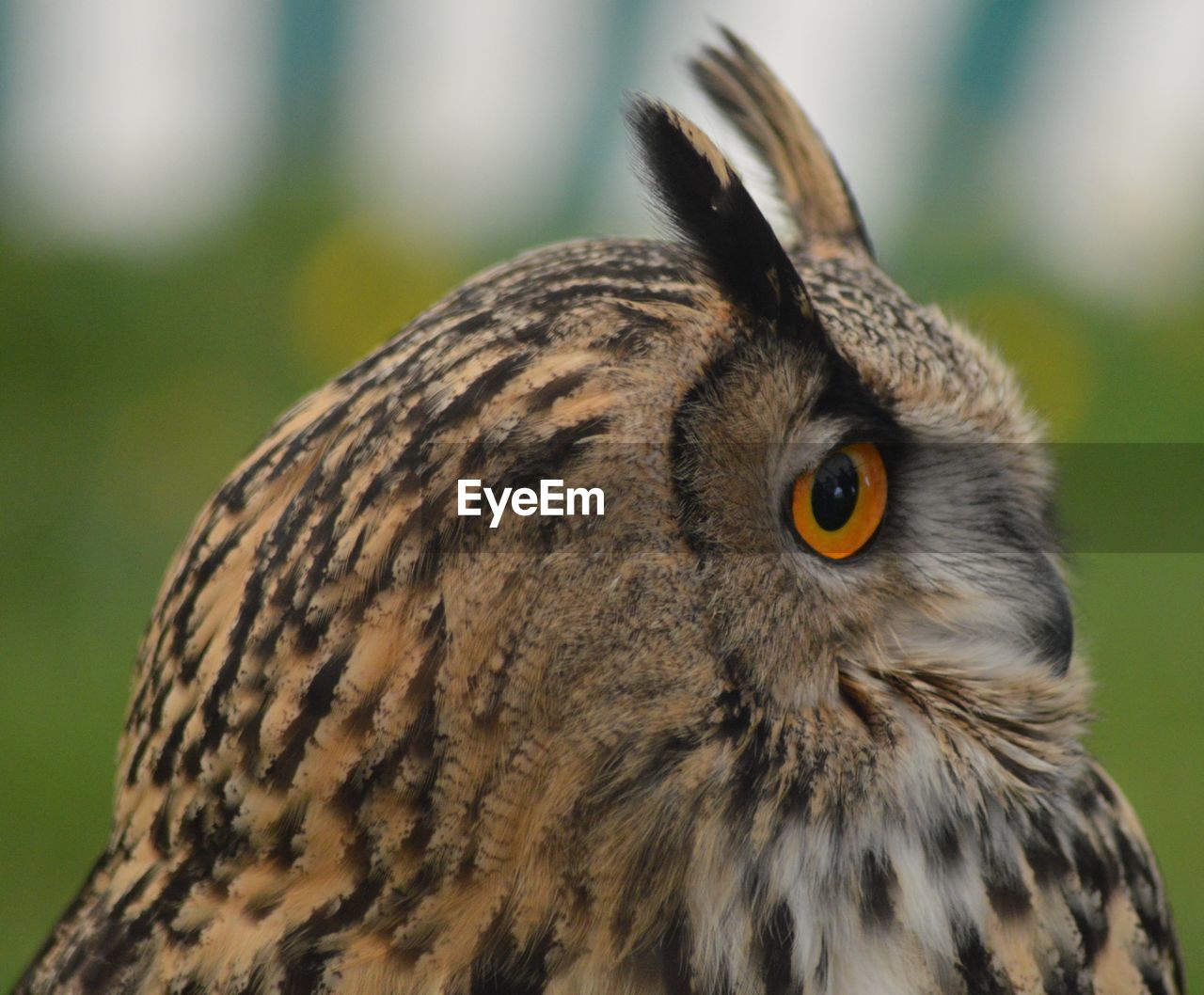 Close-up of owl