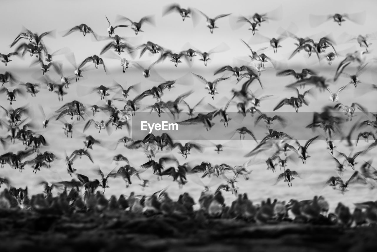 Plovers flying at seaside