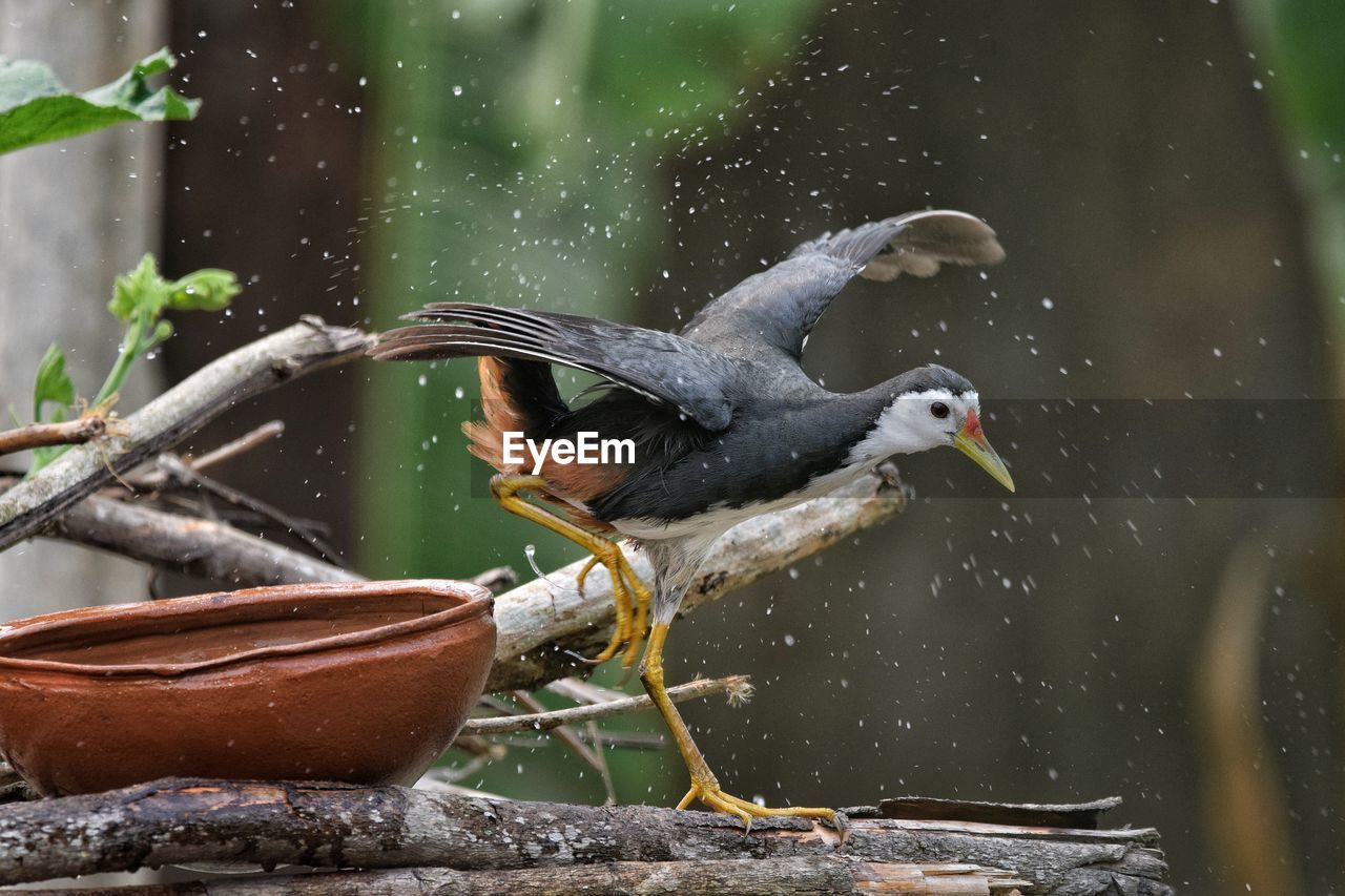 Common waterhen after bath