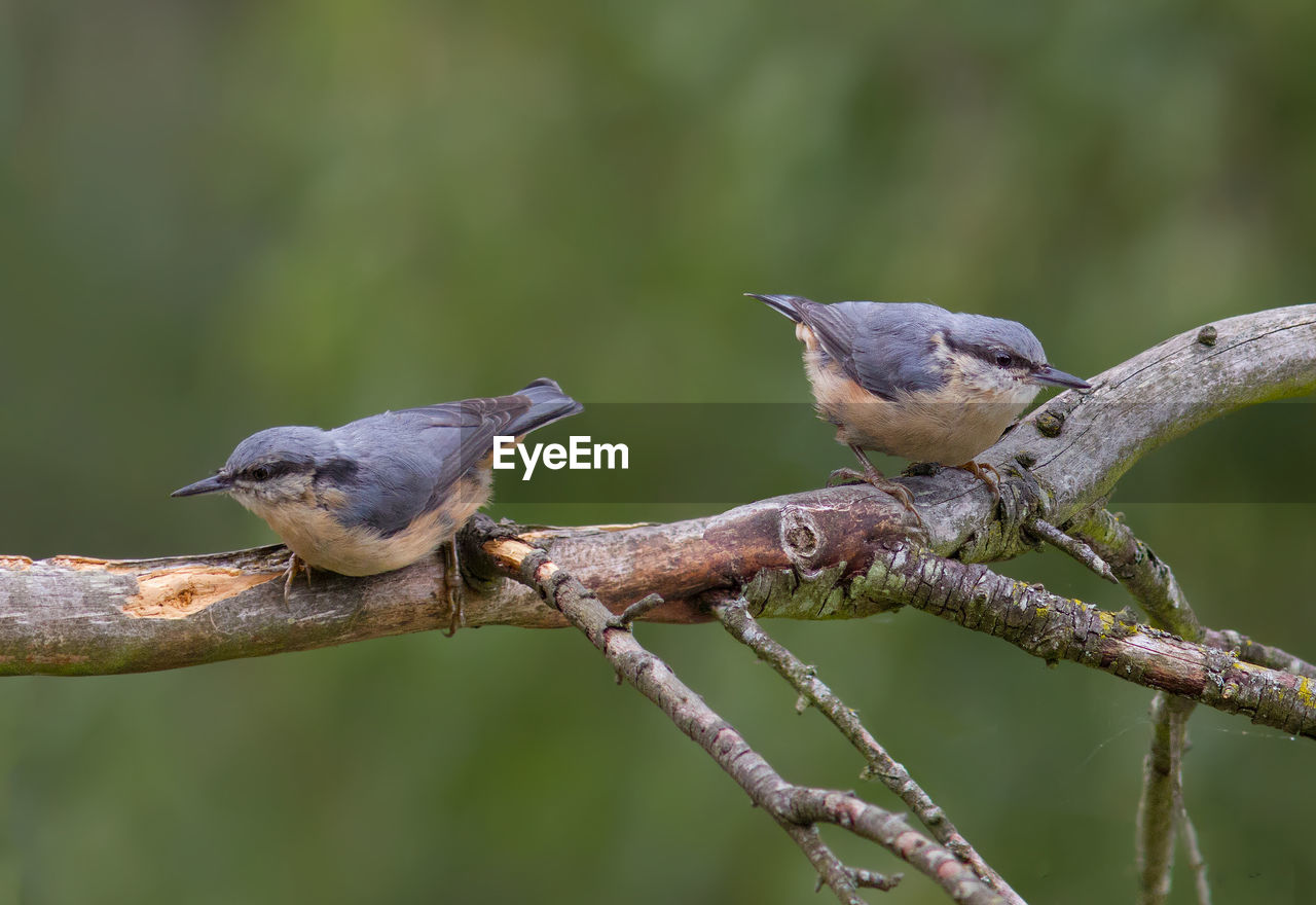 Nuthatches perching on branch