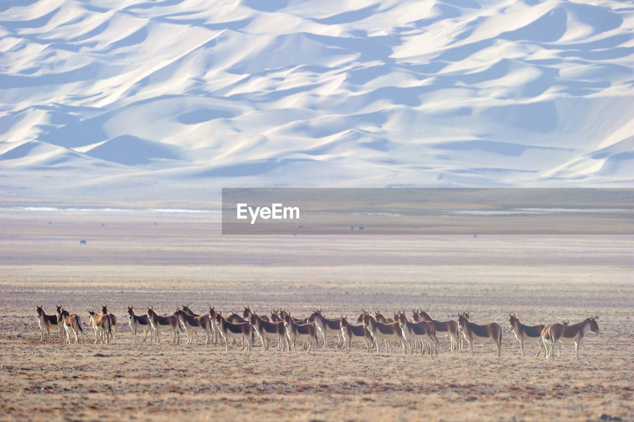 Animals on landscape against desert