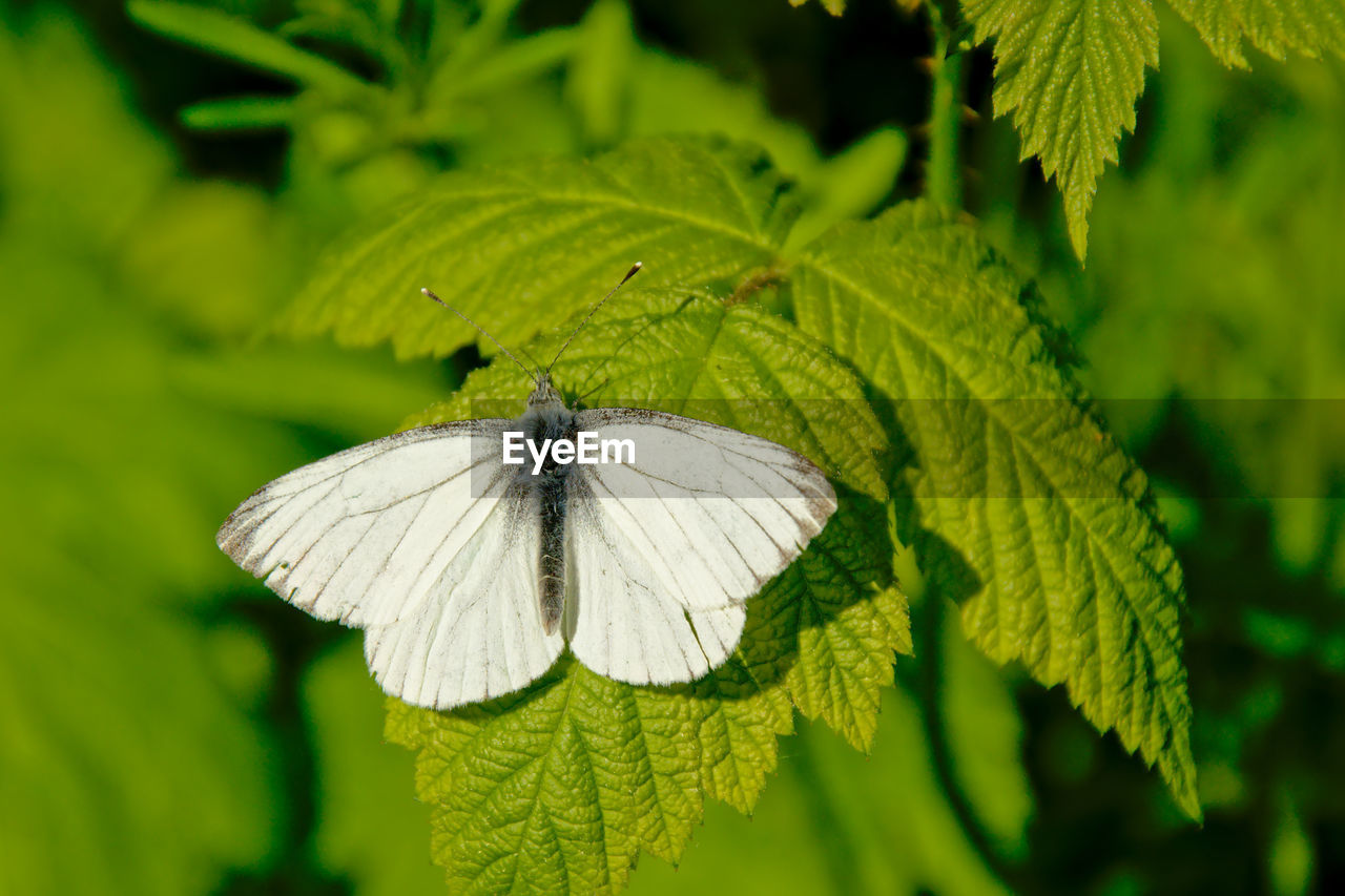 BUTTERFLY ON LEAF