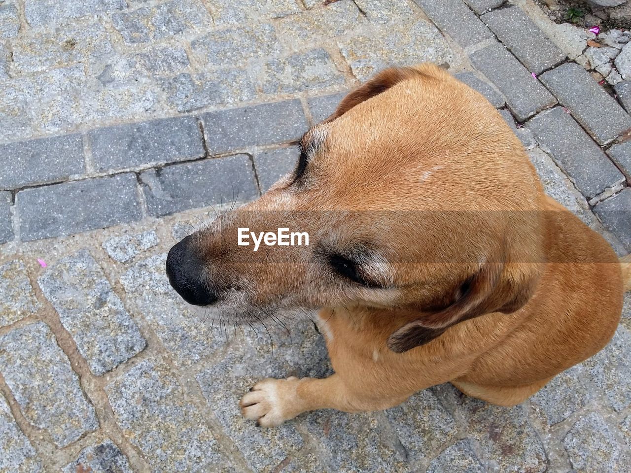 HIGH ANGLE VIEW OF DOG ON PAVING STONE