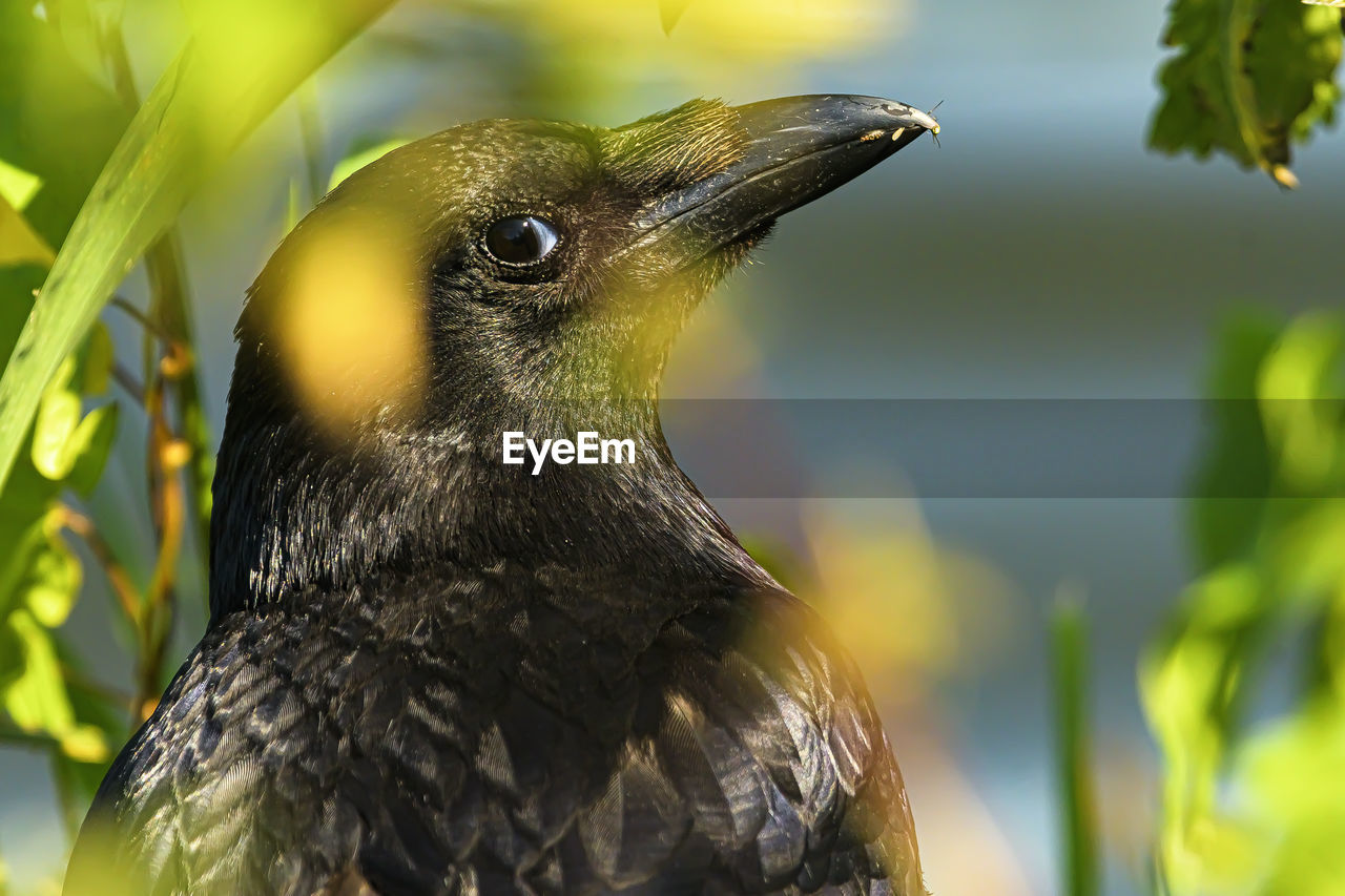 CLOSE-UP OF A BIRD PERCHING ON A LEAF