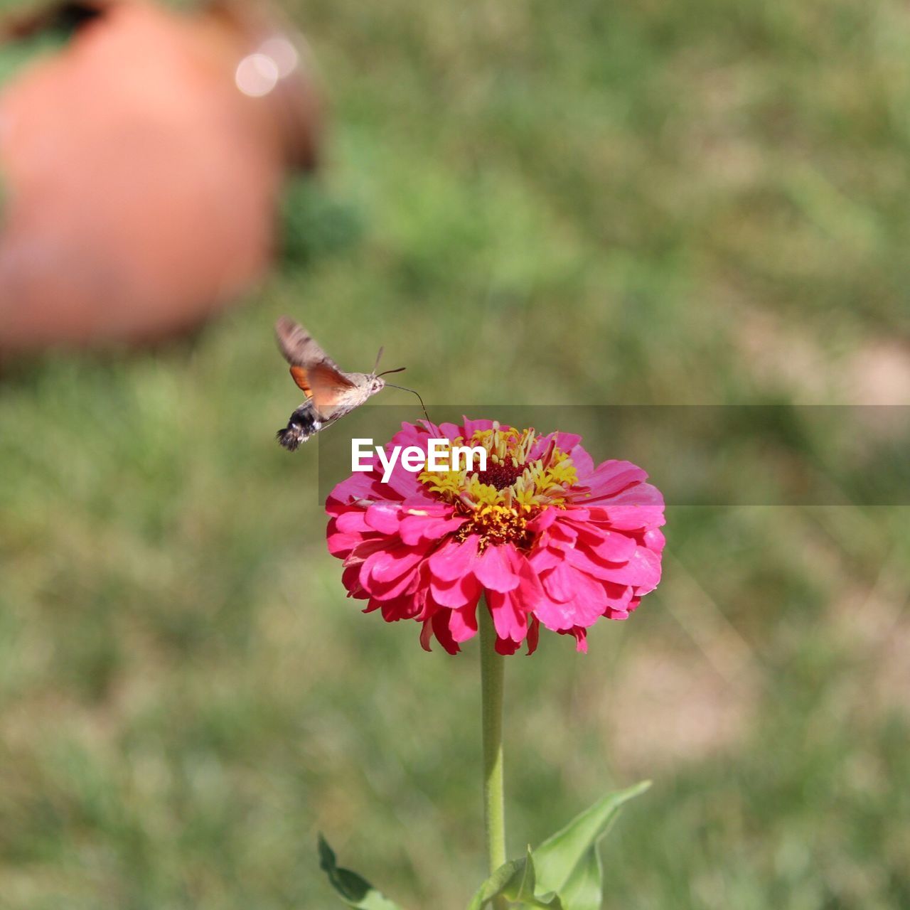 Close-up of moth flying near pink flower