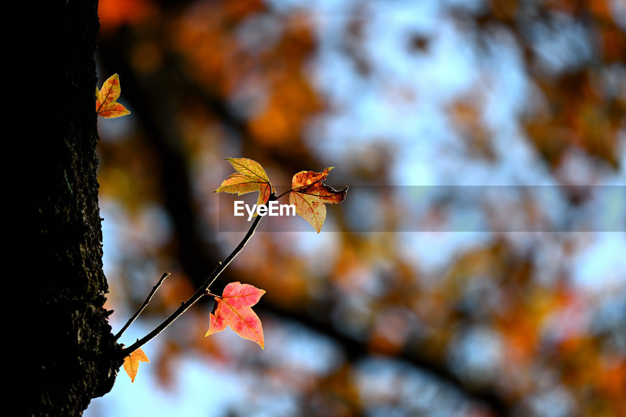 leaf, autumn, plant, nature, beauty in nature, branch, tree, flower, plant part, yellow, sunlight, focus on foreground, no people, macro photography, close-up, fragility, outdoors, flowering plant, orange color, sky, growth, day, freshness, spring, blossom, tranquility, animal wildlife, selective focus, animal, animal themes