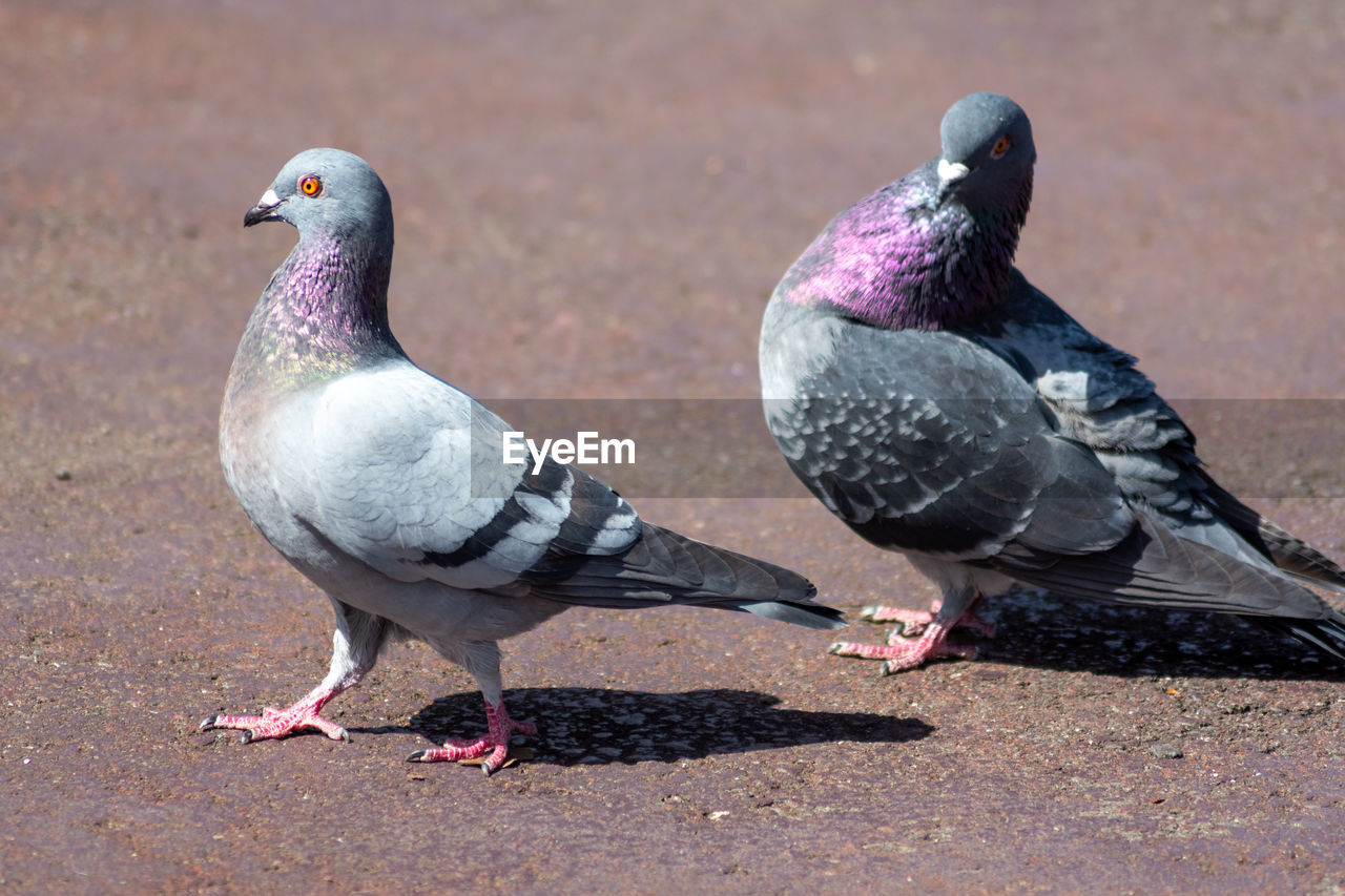 CLOSE-UP OF PIGEONS PERCHING ON THE GROUND