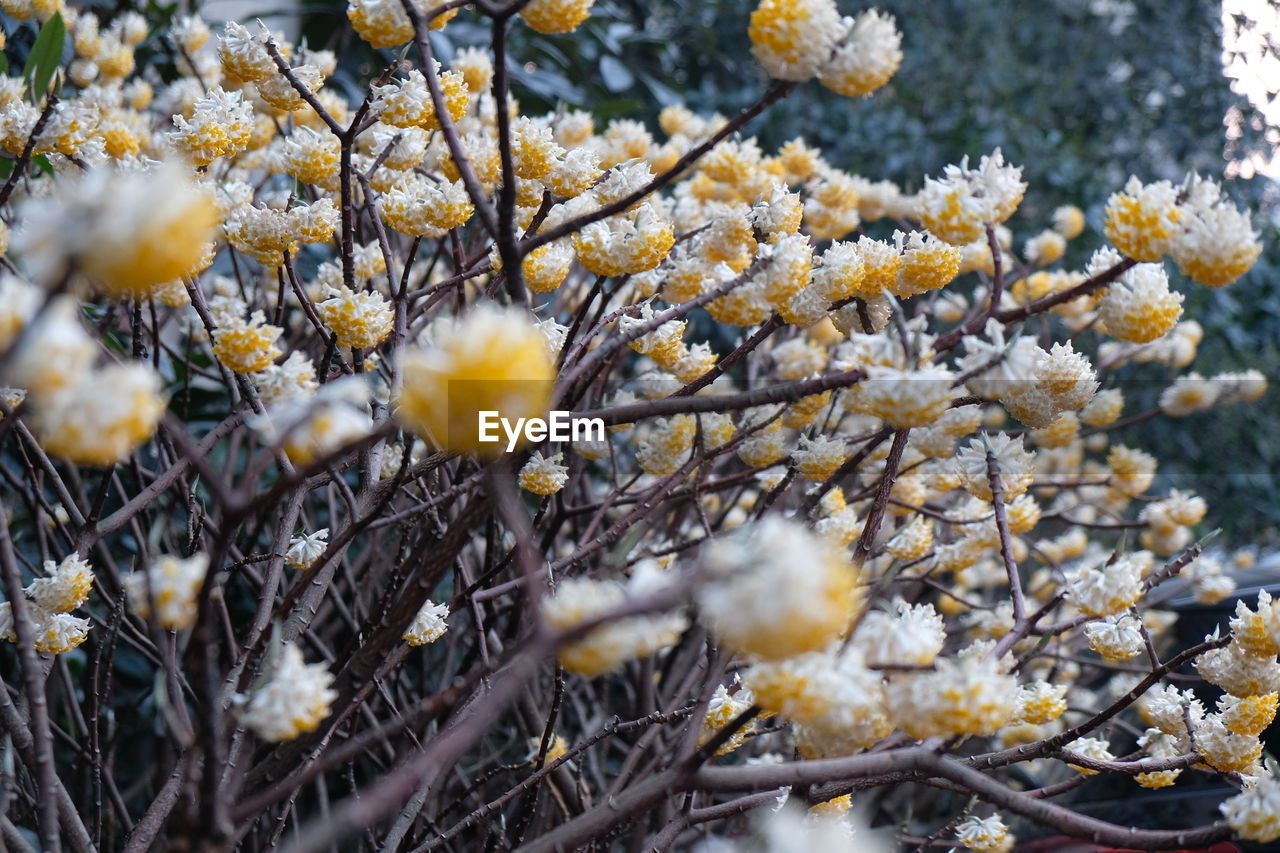 Close-up of flowers on tree