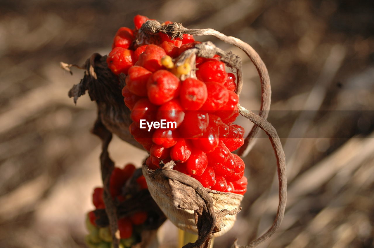 CLOSE-UP OF RED CHERRIES