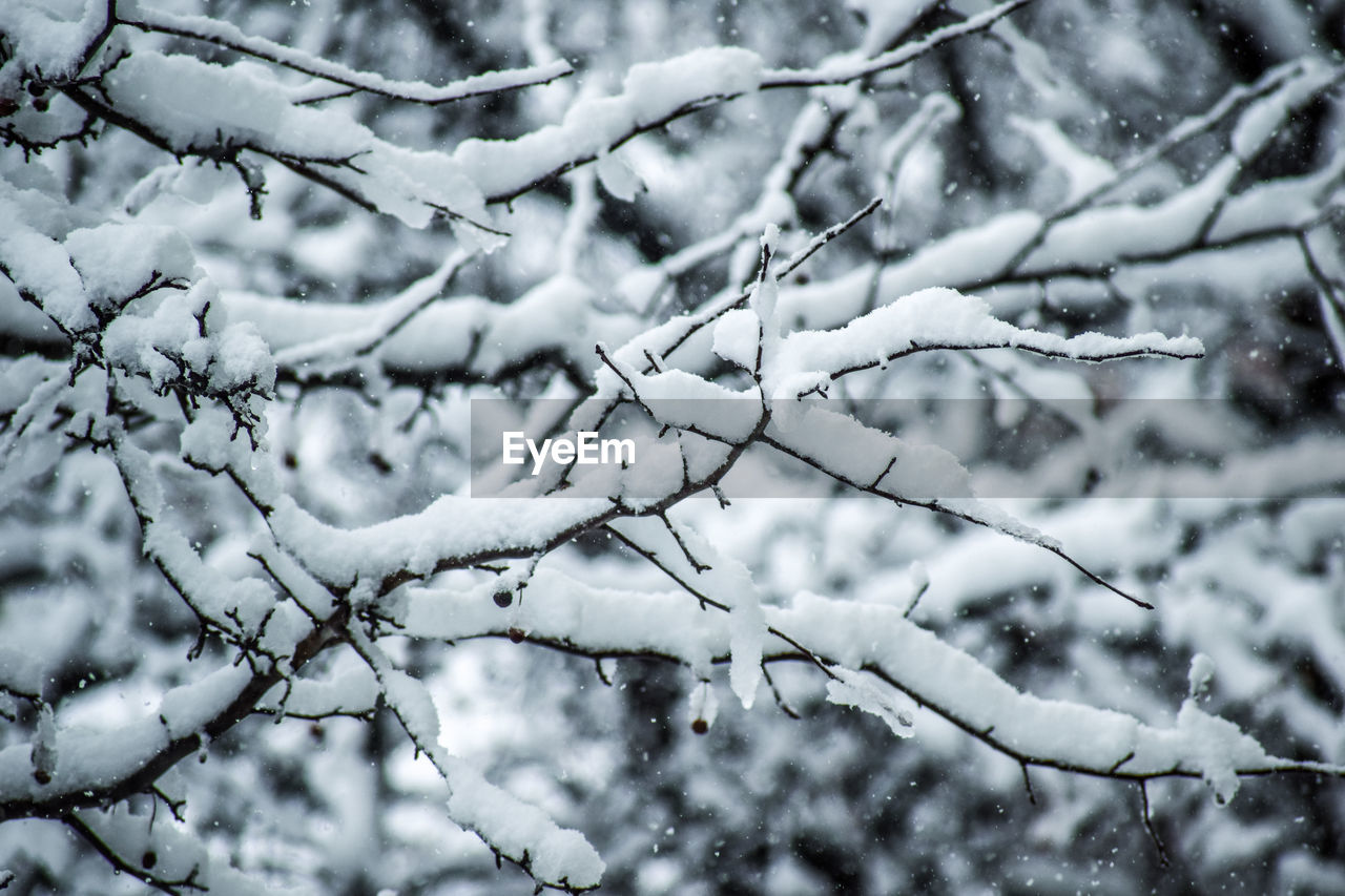 CLOSE-UP OF SNOW COVERED BRANCHES