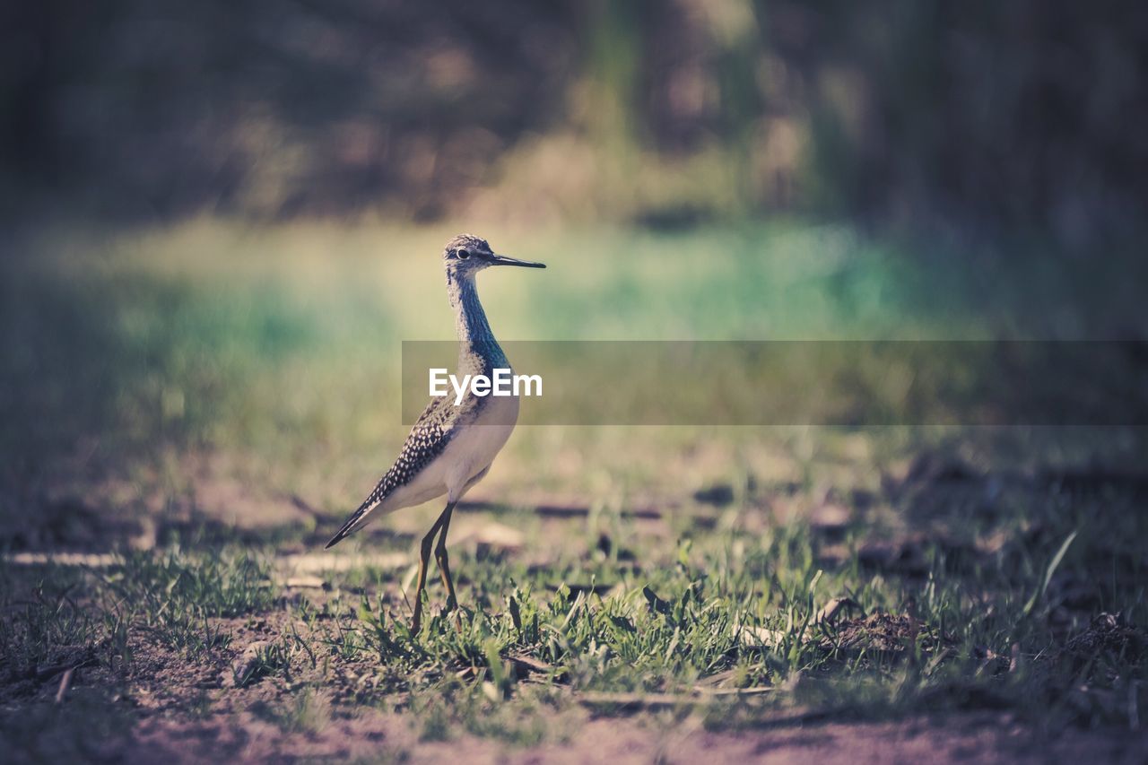 HERON ON GRASS